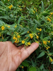 Lithospermum californicum