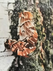 Endromis versicolora