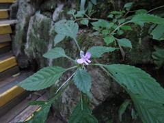 Impatiens hochstetteri