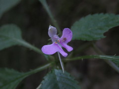 Impatiens hochstetteri