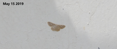 Scopula semignobilis