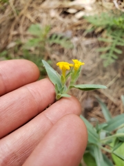Lithospermum californicum