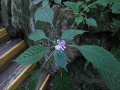 Impatiens hochstetteri