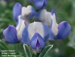 Lupinus breweri