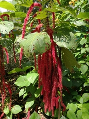 Amaranthus caudatus