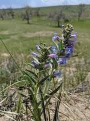 Penstemon angustifolius