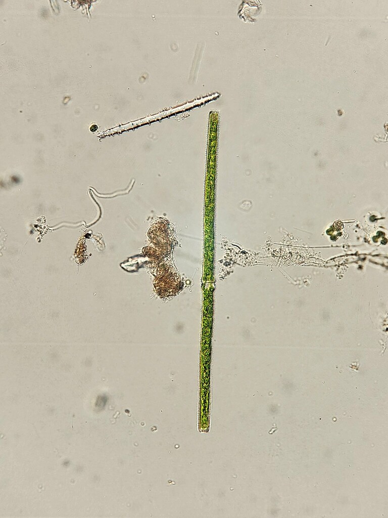Pleurotaenium archeri