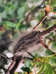 Thaumetopoea solitaria