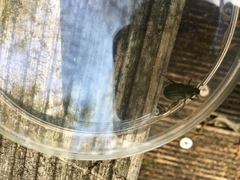 Anomala octiescostata