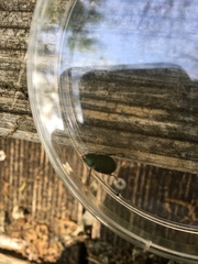 Anomala octiescostata