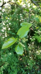 Morus alba