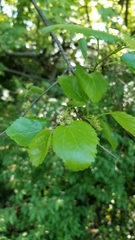 Morus alba