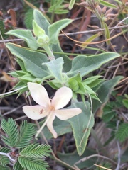 Tetraclea coulteri