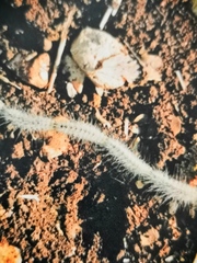 Thaumetopoea solitaria