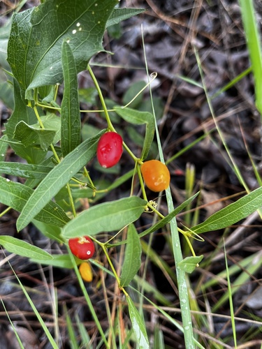 Cayaponia weddellii