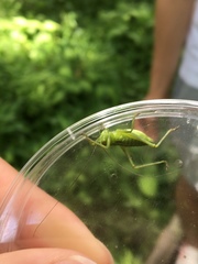 Tettigonia orientalis