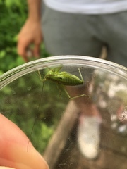 Tettigonia orientalis