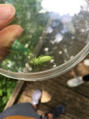 Tettigonia orientalis