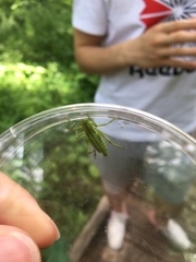 Tettigonia orientalis