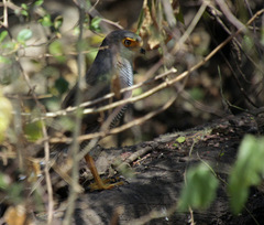 Micrastur ruficollis