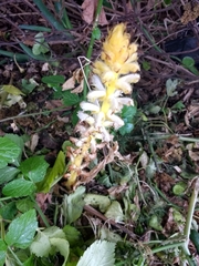 Orobanche pubescens