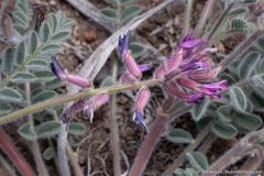 Astragalus malacus