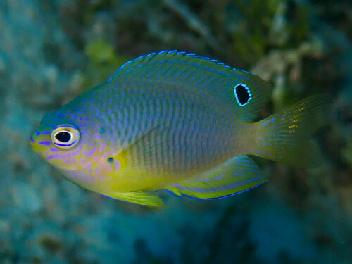 Twospot damsel (Pomacentrus bipunctatus) — Pomacentridae — 3
