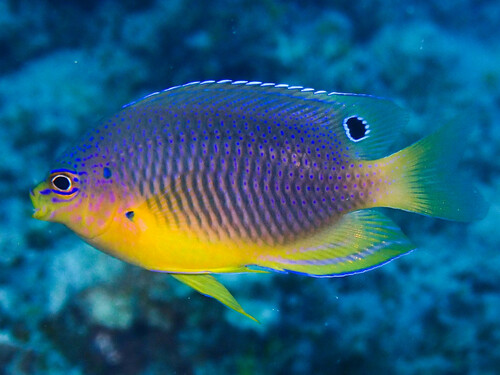Twospot damsel (Pomacentrus bipunctatus) — Pomacentridae