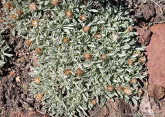 Antennaria dimorpha