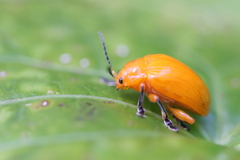 Podontia lutea
