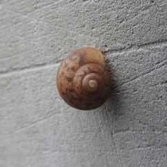 Gastropoda