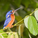 Typical River Kingfishers - Photo (c) Paulo Philippidis, some rights reserved (CC BY)