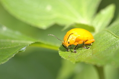 Podontia lutea