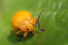 Podontia lutea