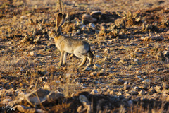 Lepus californicus