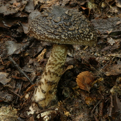 Amanita nigrescens