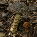 Amanita nigrescens - Photo (c) Steve Reekie, μερικά δικαιώματα διατηρούνται (CC BY-NC), uploaded by Steve Reekie