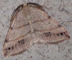 Drepanulatrix bifilata