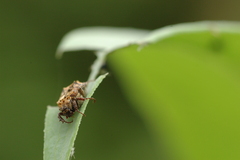 Dasyvalgus formosanus