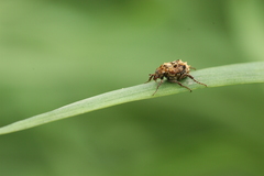 Dasyvalgus formosanus