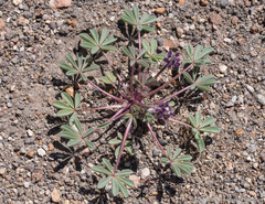 Lupinus brevicaulis