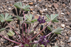 Lupinus brevicaulis
