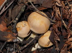 Cortinarius memoria-annae