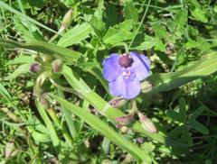 Tradescantia