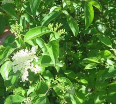 Cornus drummondii