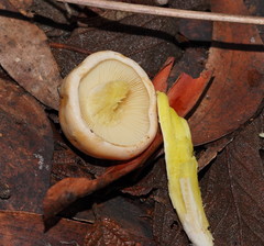 Cortinarius memoria-annae