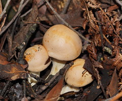 Cortinarius memoria-annae