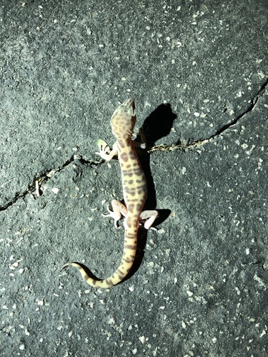 iNaturalist observation photo of Western Banded Gecko