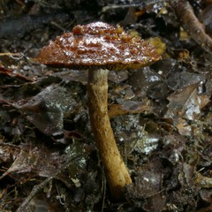 Cortinarius ursus