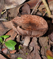 Lepiota haemorrhagica